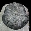 Drotops Trilobite With White Patina - Killer Specimen #69755-3